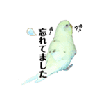 うちのスズ飼いませんか？2（個別スタンプ：7）