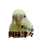 うちのスズ飼いませんか？2（個別スタンプ：8）