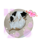 トラチワちゃん♡♡♡（個別スタンプ：6）