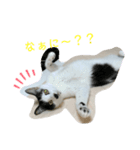 トラチワちゃん♡♡♡（個別スタンプ：8）