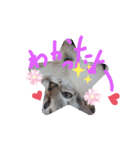 猫らぶ③（個別スタンプ：1）