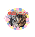 猫らぶ③（個別スタンプ：2）
