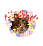 猫らぶ③（個別スタンプ：5）