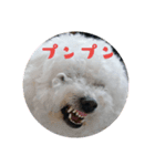ビションフリーゼstamp（個別スタンプ：2）