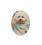 ビションフリーゼstamp（個別スタンプ：3）