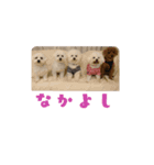 ビションフリーゼstamp（個別スタンプ：6）