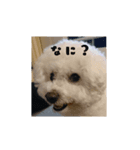 ビションフリーゼstamp（個別スタンプ：8）
