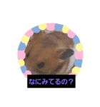 ちびちゃん、はやとくん、しろくろの表情（個別スタンプ：1）