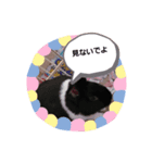ちびちゃん、はやとくん、しろくろの表情（個別スタンプ：3）