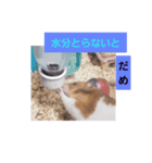 ちびちゃん、はやとくん、しろくろの表情（個別スタンプ：8）