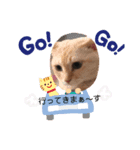 4姉妹にゃんこ（個別スタンプ：1）