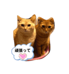 4姉妹にゃんこ（個別スタンプ：6）