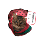 4姉妹にゃんこ（個別スタンプ：7）