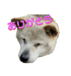 私のわんこで会話2（個別スタンプ：5）
