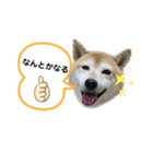 roco_roco_roco（個別スタンプ：1）