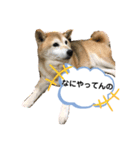 roco_roco_roco（個別スタンプ：3）