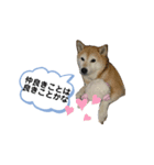 roco_roco_roco（個別スタンプ：4）