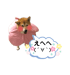 roco_roco_roco（個別スタンプ：8）