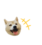 仲良し、お空組！（個別スタンプ：4）