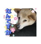 私のわんこで会話（個別スタンプ：5）