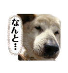 私のわんこで会話（個別スタンプ：7）