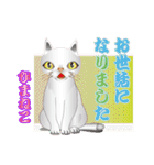 ひまねこ にゃん左衛門（個別スタンプ：21）