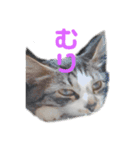 我が家はねこまみれ3（個別スタンプ：1）