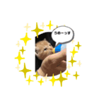 我が家はねこまみれ3（個別スタンプ：2）