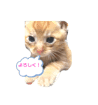 我が家はねこまみれ3（個別スタンプ：3）