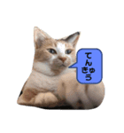 我が家はねこまみれ3（個別スタンプ：4）