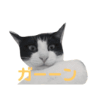 我が家はねこまみれ3（個別スタンプ：5）