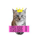 我が家はねこまみれ3（個別スタンプ：6）