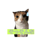 我が家はねこまみれ3（個別スタンプ：7）
