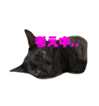 我が家はねこまみれ3（個別スタンプ：8）