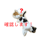 トラチワちゃん（個別スタンプ：5）
