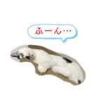 トラチワちゃん（個別スタンプ：6）