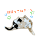 トラチワちゃん（個別スタンプ：8）