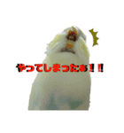 うちのスズ飼いませんか？3（個別スタンプ：1）