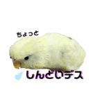 うちのスズ飼いませんか？3（個別スタンプ：4）