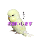 うちのスズ飼いませんか？3（個別スタンプ：5）