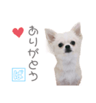 チワワのバニラとライチ（個別スタンプ：7）