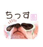 チワワのバニラとライチ（個別スタンプ：8）