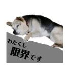 わたしのわんこで会話2（個別スタンプ：5）
