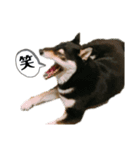 わたしのわんこで会話2（個別スタンプ：8）