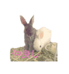 ウサギコンビ（個別スタンプ：1）