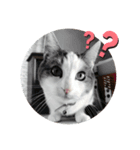我が家の猫⑥（個別スタンプ：1）