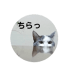 我が家の猫⑥（個別スタンプ：2）