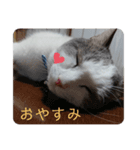 我が家の猫⑥（個別スタンプ：3）