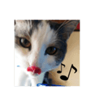 我が家の猫⑥（個別スタンプ：4）