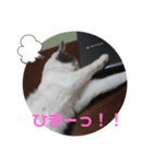 我が家の猫⑥（個別スタンプ：5）